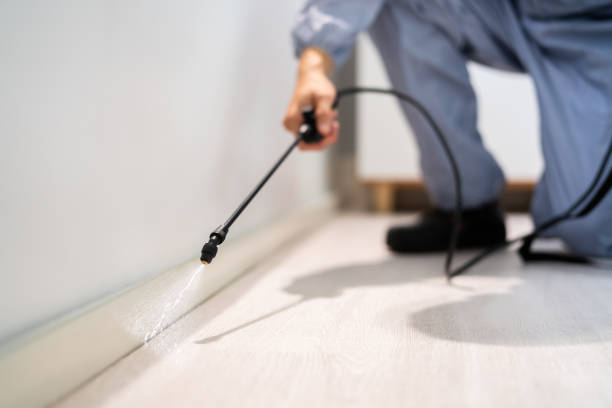 Licensed Wasp Removal service in Americus, GA - Show Me Pest Control